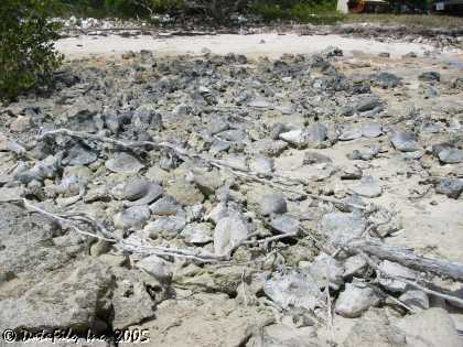 Conch Shells at Half Bay