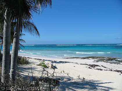 Palmetto Point Beachfront