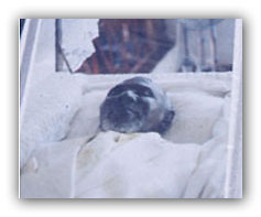 Sam Pedican lying in state.