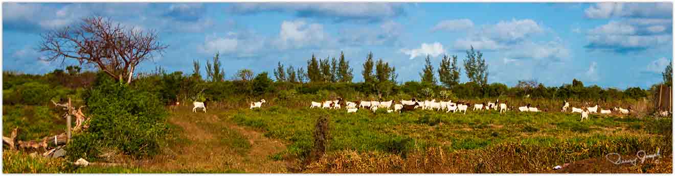 Apple Hole Farm, Rock Sound, Eleuthera