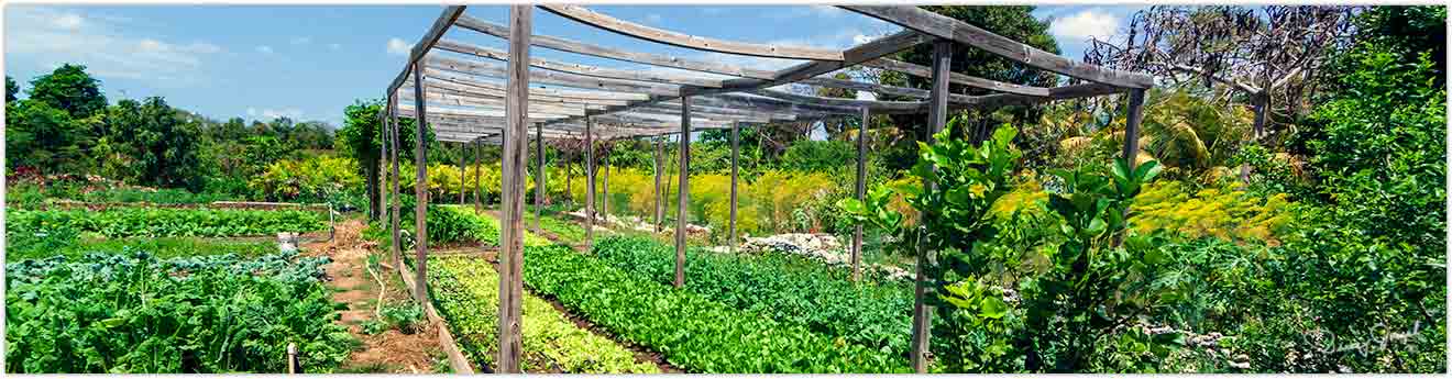 Island Farm Eleuthera