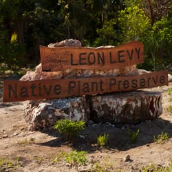 Leon Levy Native Plant Preserve Eleuthera