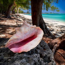 Sea Shell