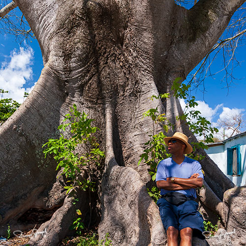 Big Tree Eleuthera Bahamas