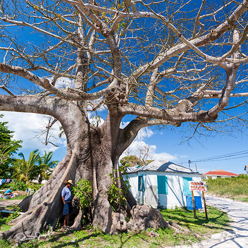 Big Tree North Palmetto Point Eleuthera