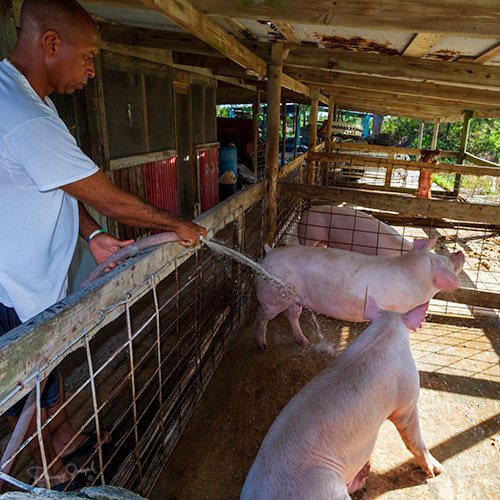 Pig Farming on Eleuthera